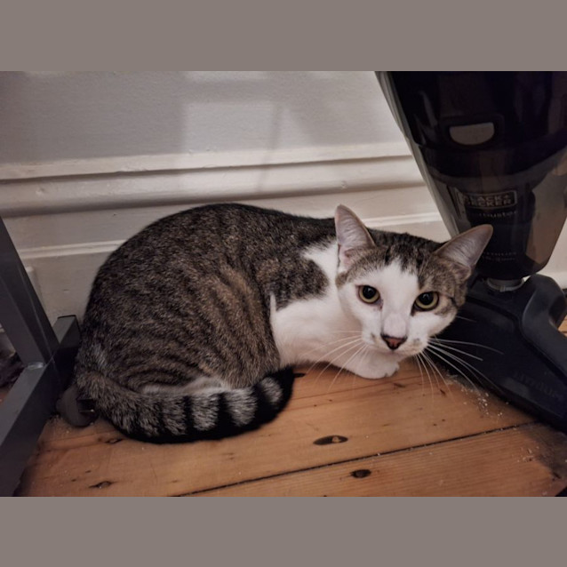 Photo of Peppercorn