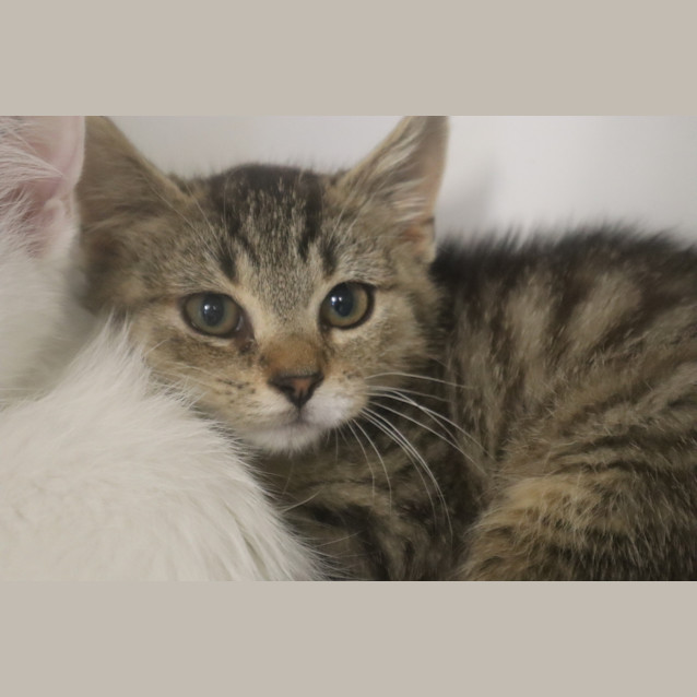 Photo of Olive