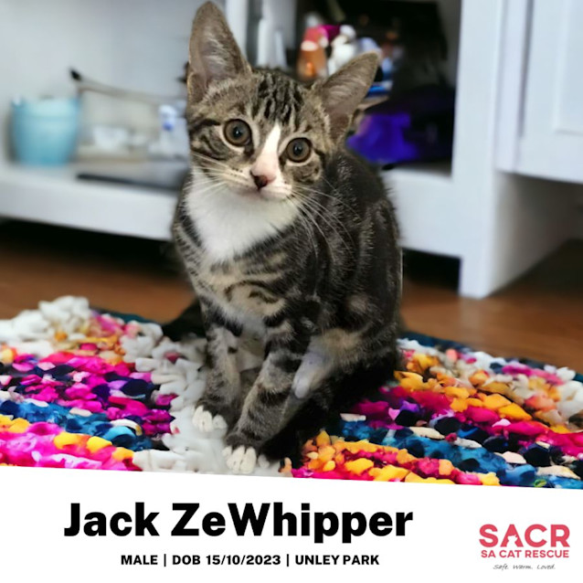 Photo of Jack Ze Whipper