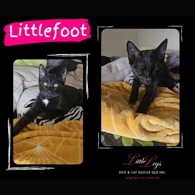Photo of Littlefoot