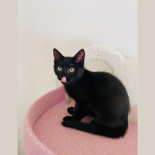 Photo of Sleepy Jagger 😴 