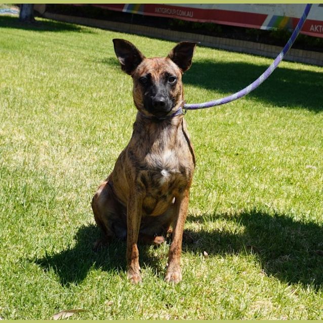 Photo of Scooter