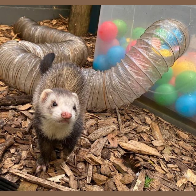 Photo of Agnes, Edith & Margo