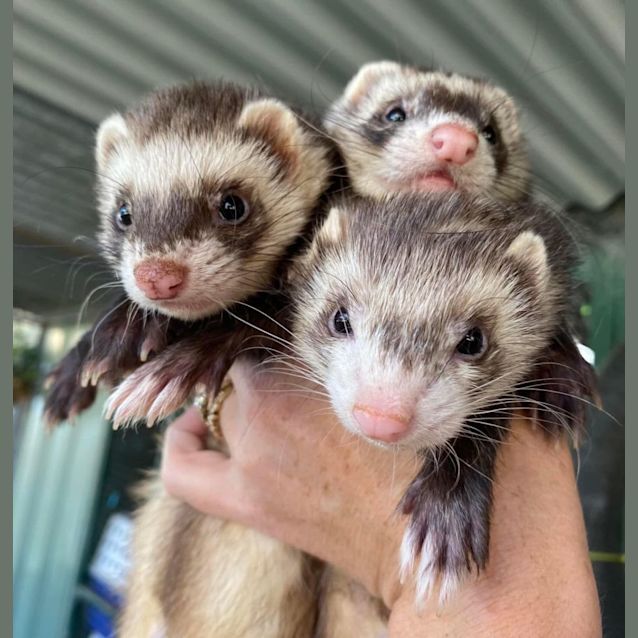 Photo of Agnes, Edith & Margo