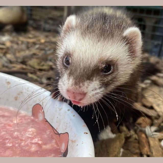 Photo of Agnes, Edith & Margo