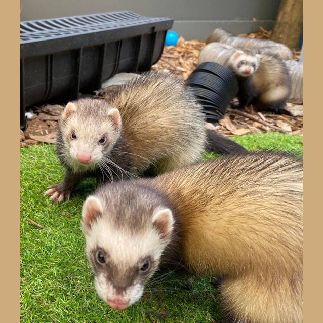 Photo of Agnes, Edith & Margo