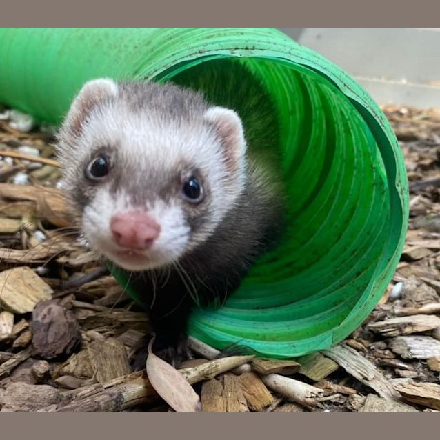 Photo of Agnes, Edith & Margo