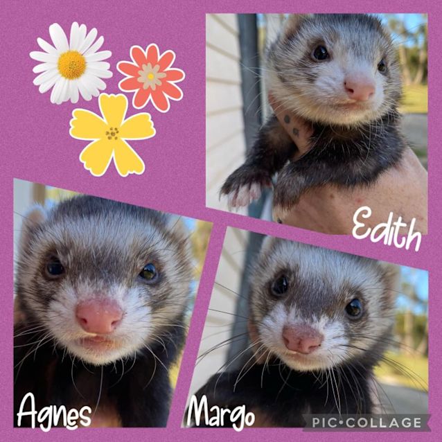 Photo of Agnes, Edith & Margo