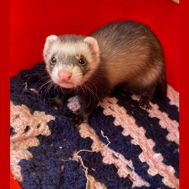 Photo of Agnes, Edith & Margo