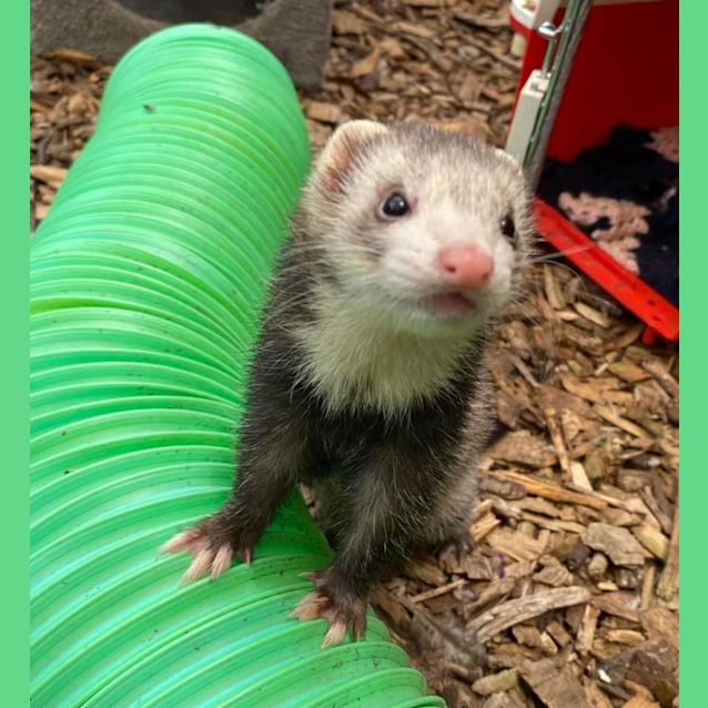 Photo of Agnes, Edith & Margo