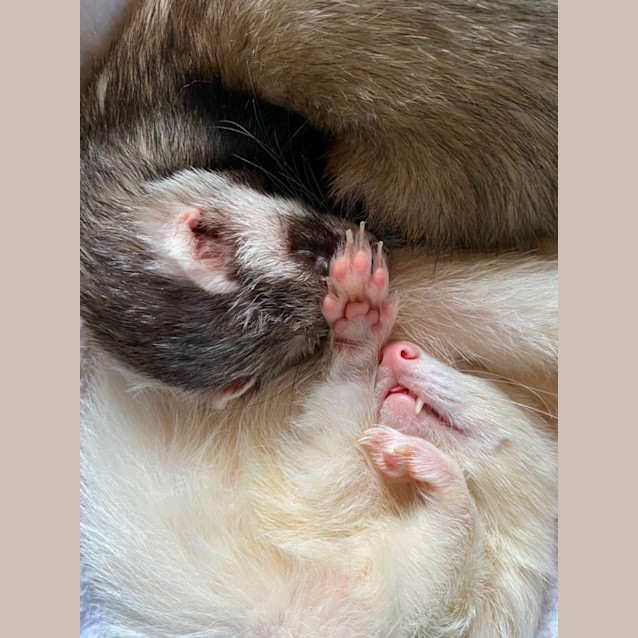 Photo of Sid & Digby 