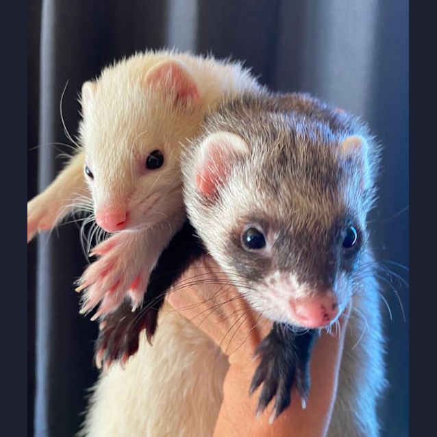 Photo of Sid & Digby 