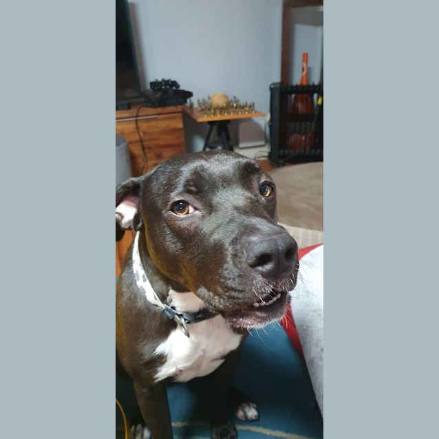 Photo of Samson 