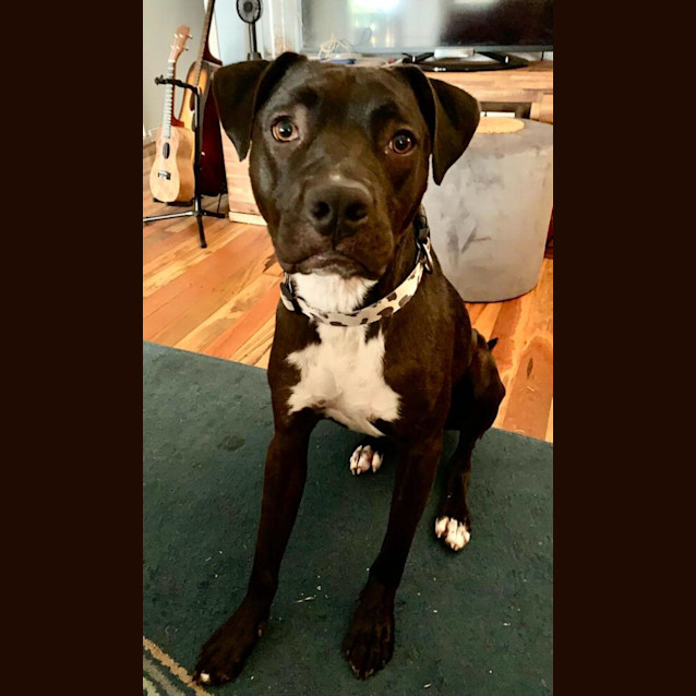 Photo of Samson 