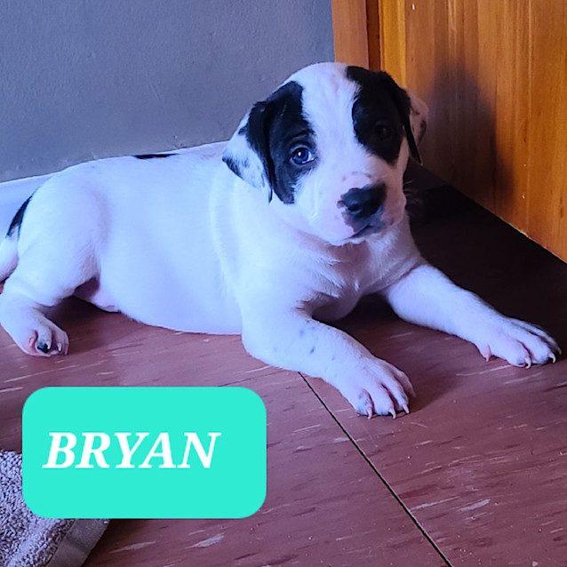 Photo of Bryan