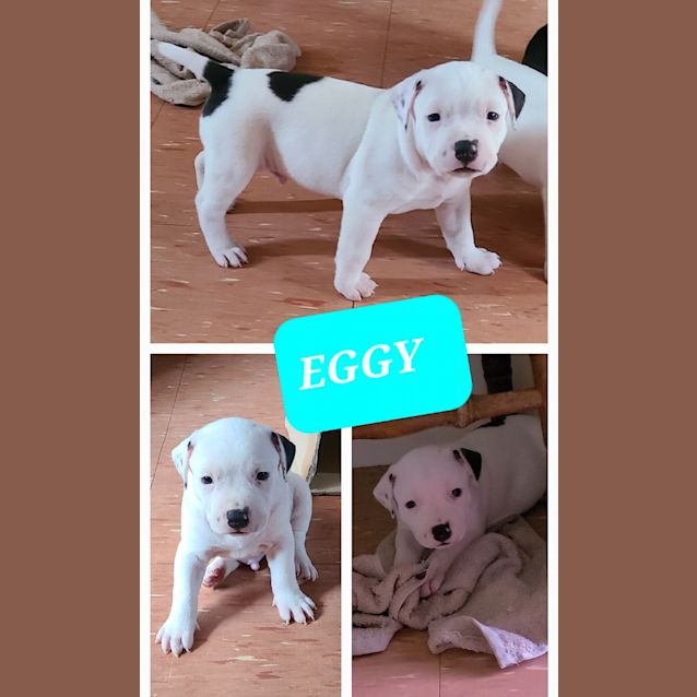 Photo of Eggy