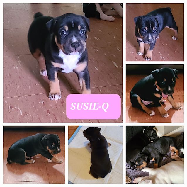 Photo of Susie Q