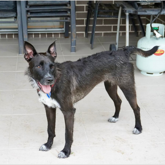 Photo of Lucy   1 Year Old Wolfhound X (Trial)