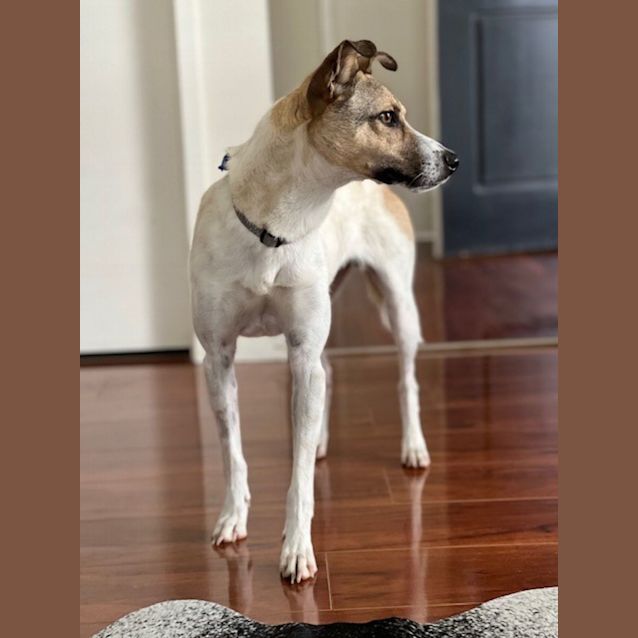 Photo of Mooki   11 Month Old Terrier X (Trial)