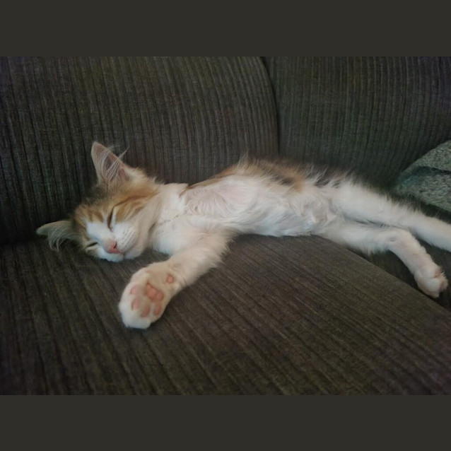 Photo of Trixie