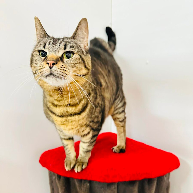 Photo of Dasher   Located At Nelly's Ark In Fairfield