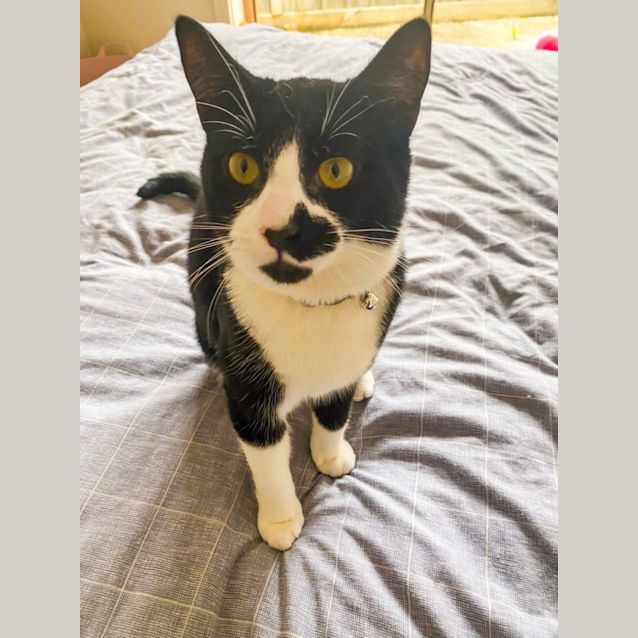 Photo of Pepper