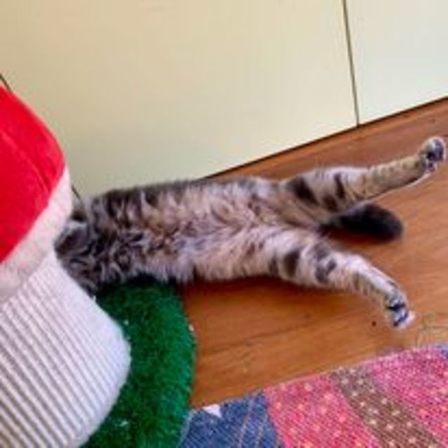 Photo of Lilah   Located In Canberra