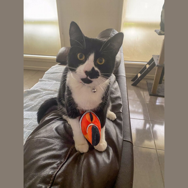 Photo of Pepper