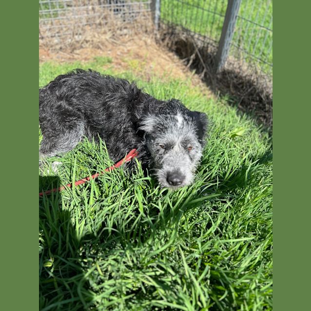 Photo of Gus