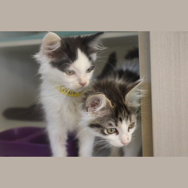 Photo of Peppermint
