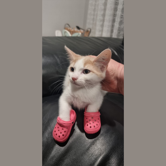 Photo of Cookie (Monster)