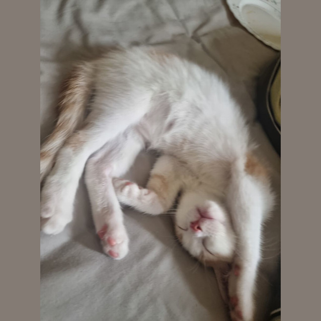 Photo of Cookie (Monster)