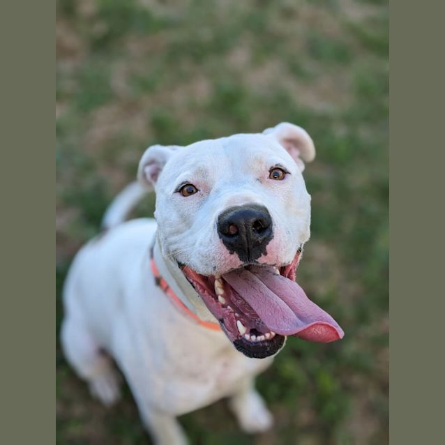 Photo of 🍒 Pearl C04778 🍒