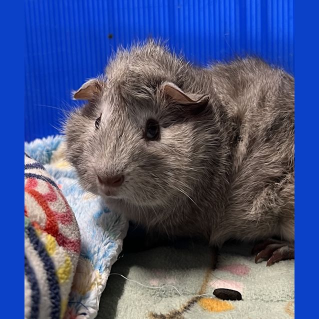 Photo of Spud