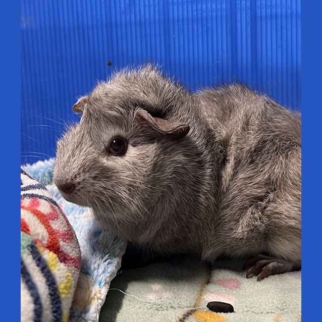 Photo of Spud