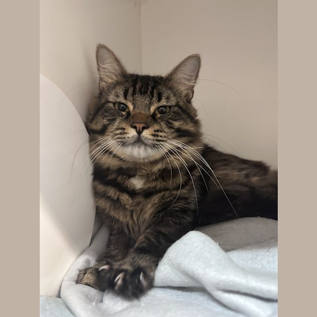 Photo of Gizmo