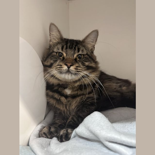 Photo of Gizmo