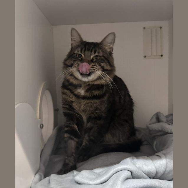 Photo of Gizmo