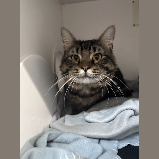 Photo of Gizmo