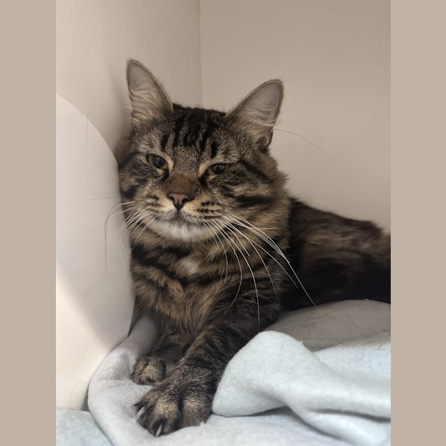 Photo of Gizmo