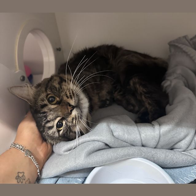 Photo of Gizmo