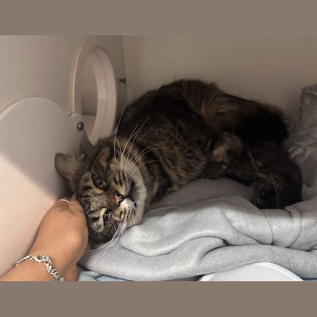 Photo of Gizmo