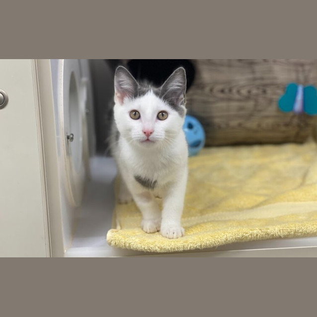 Photo of Casper