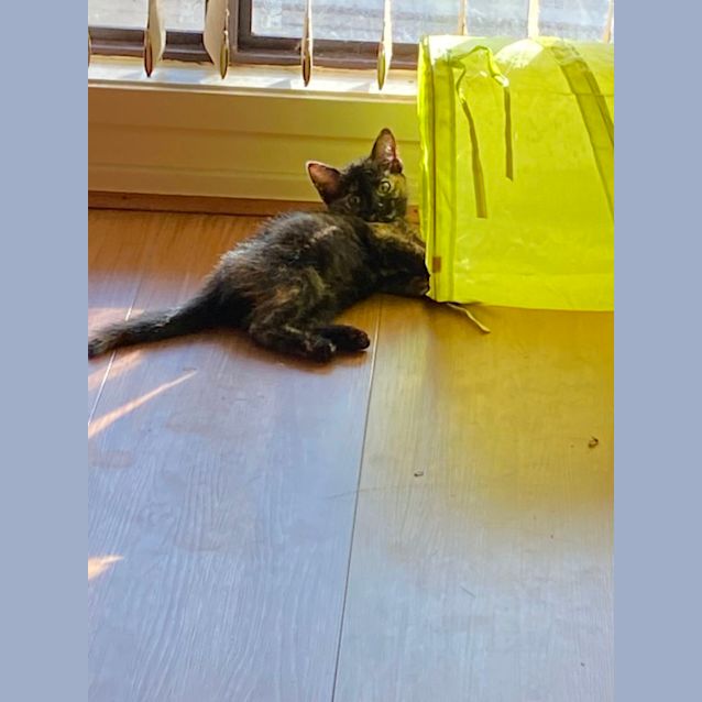 Photo of Twinkle 
