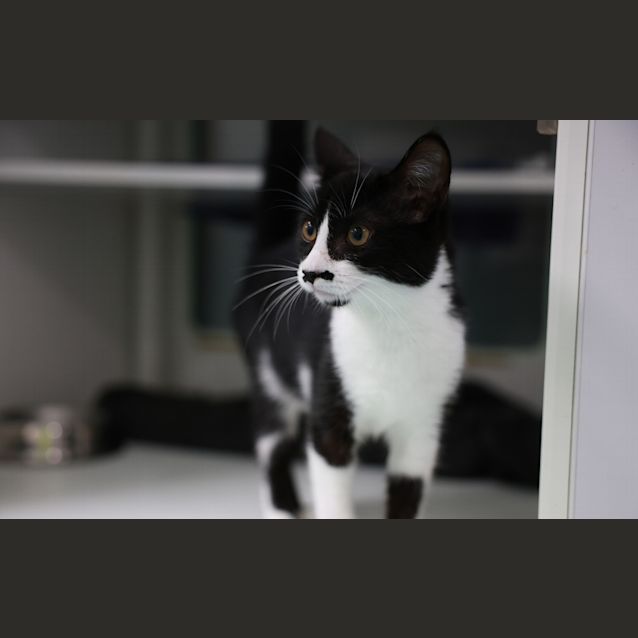 Photo of Morticia 