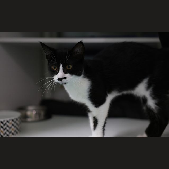 Photo of Morticia 