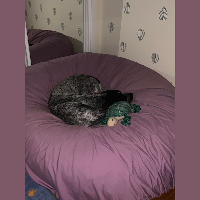 Photo of Bluey