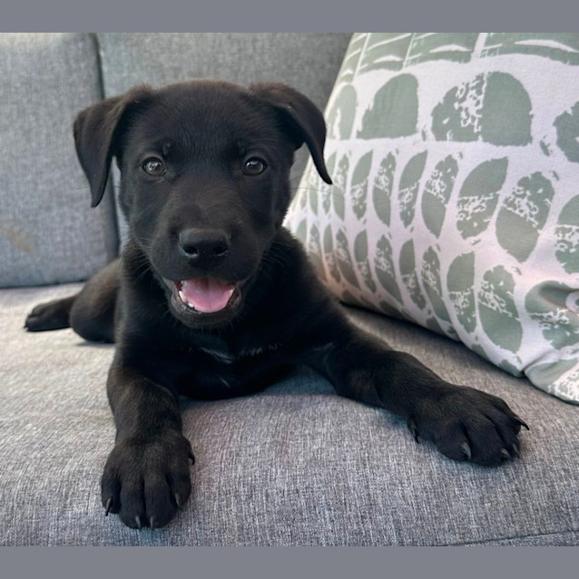 Photo of Charlie 💕🐶🐕