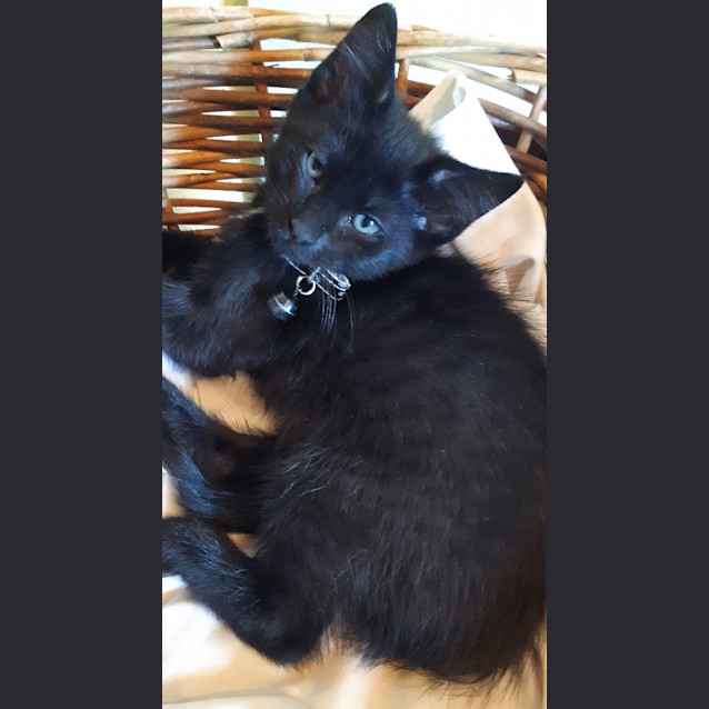 Photo of Ailsa (Black Collar)