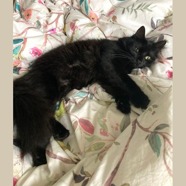 Photo of Twitch   Located In Ivanhoe